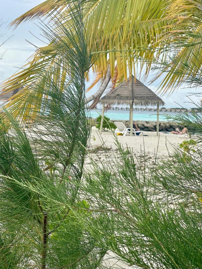 La Isla Tropica photo 2