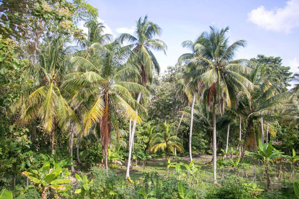 Palm House Getaway-150 m to sea photo 4