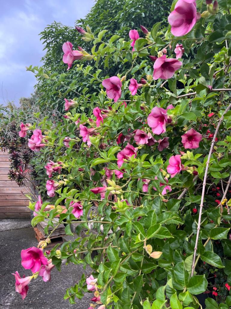 Lakour fleurie photo 3
