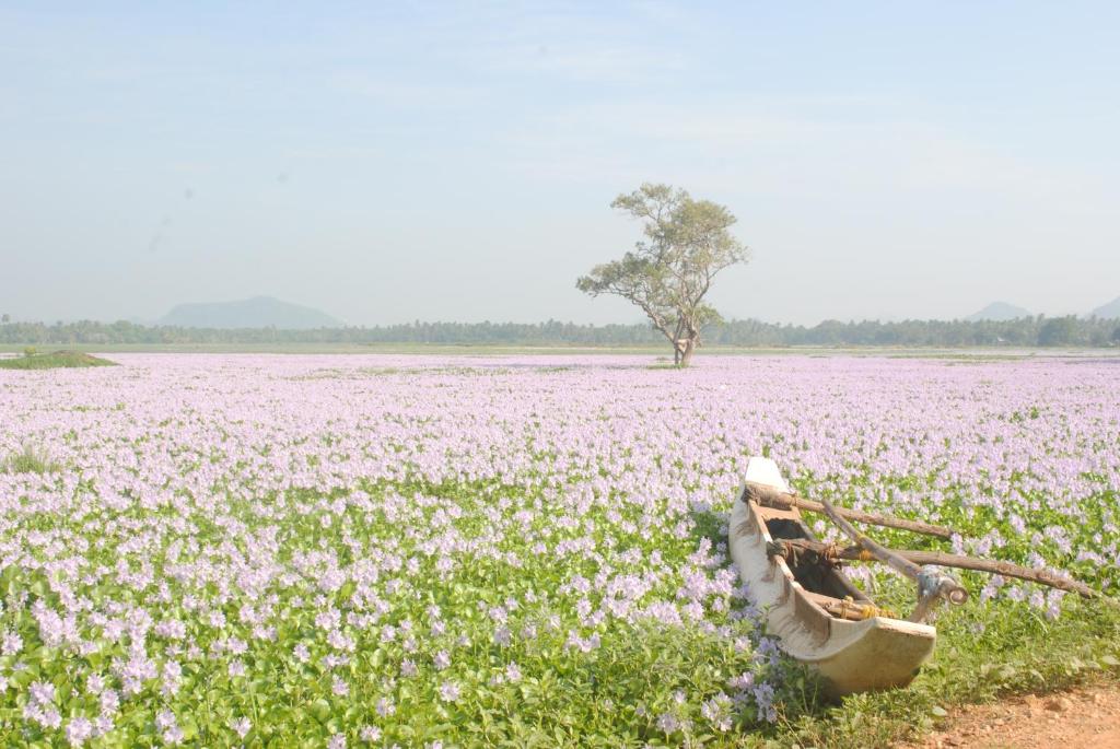 Green Lake View Yala Resort photo 3