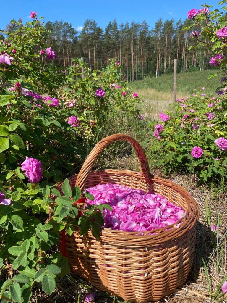 Różana Zagroda Agroturystyka photo 1