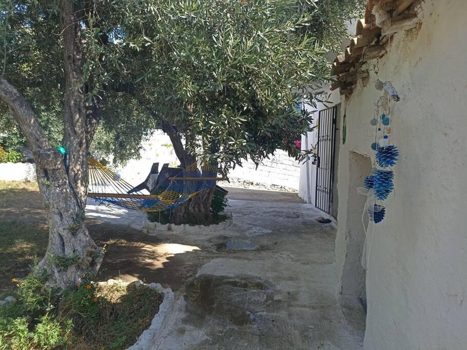 Pasha House photo 3