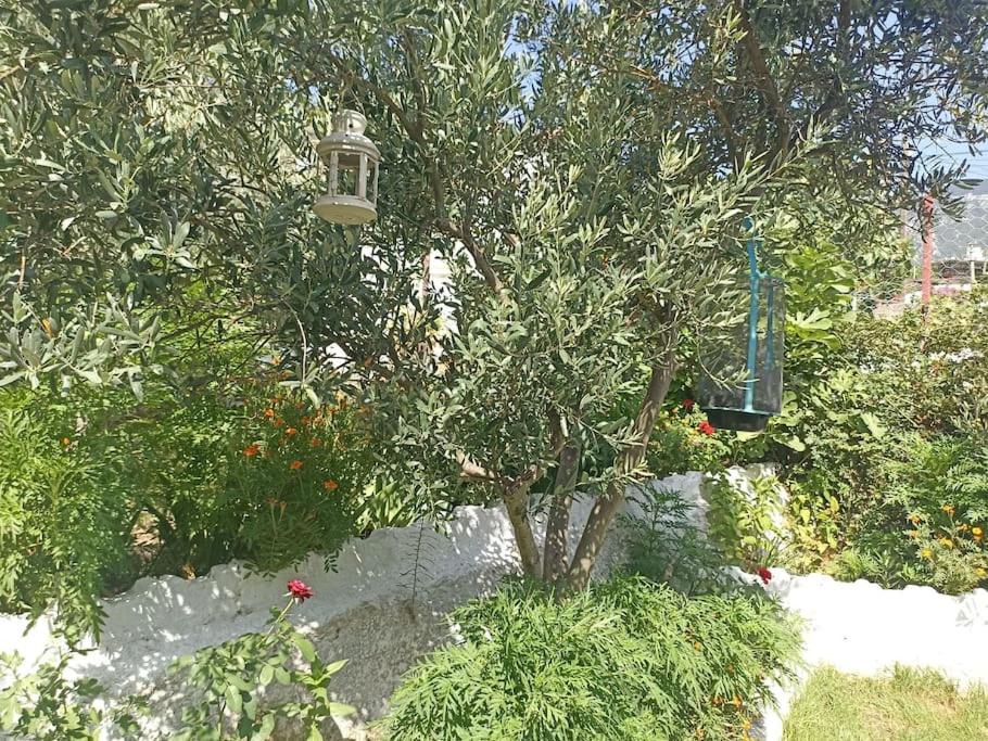Pasha House photo 4