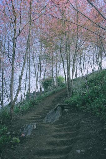 Homestay vườn mai anh đào