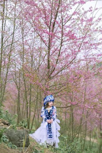 Homestay vườn mai anh đào