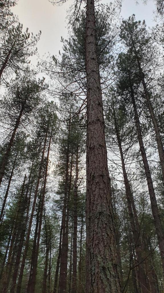 Bed and Breakfast Bij ons in het bos photo 1