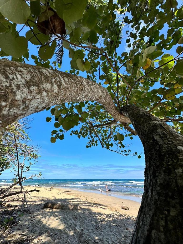 Caribbean Flow photo 3