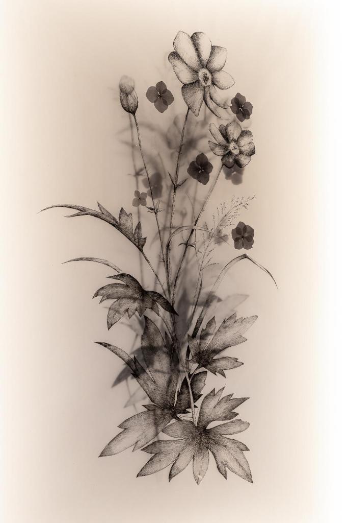 Willa Amicus photo 4