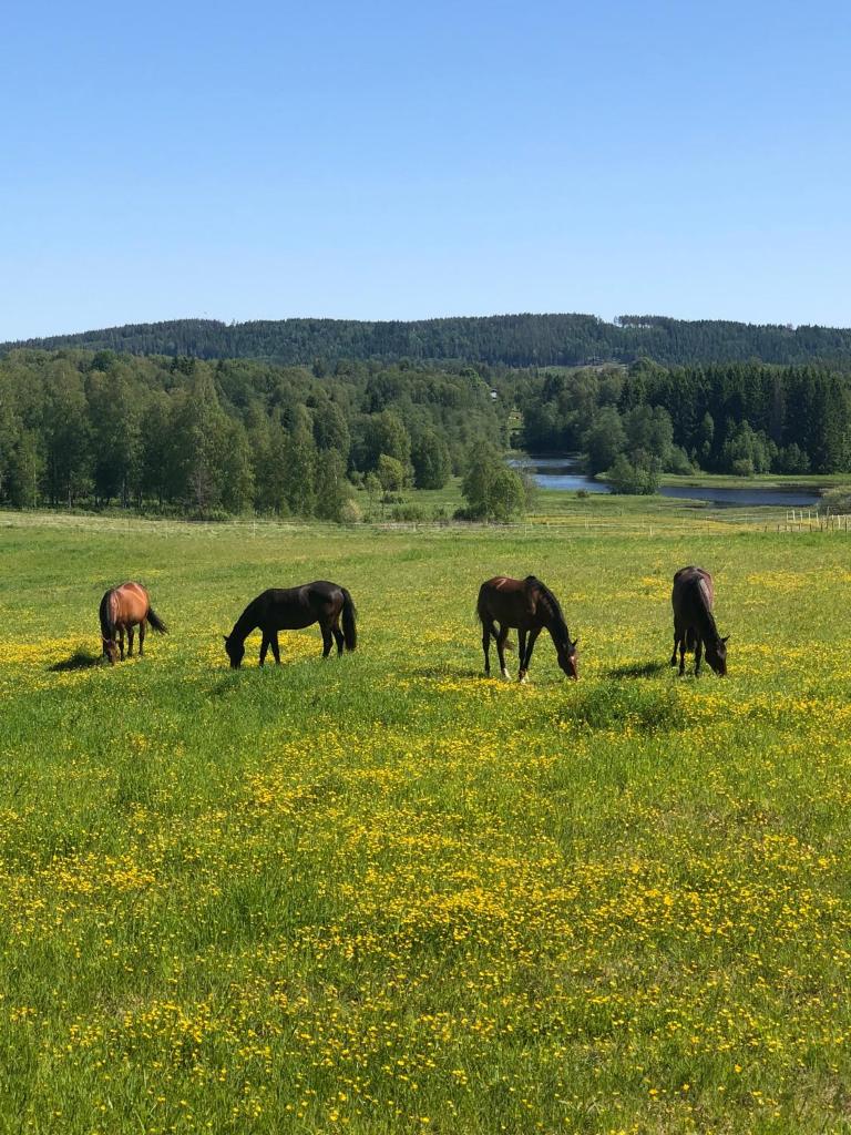 Torpgården photo 1