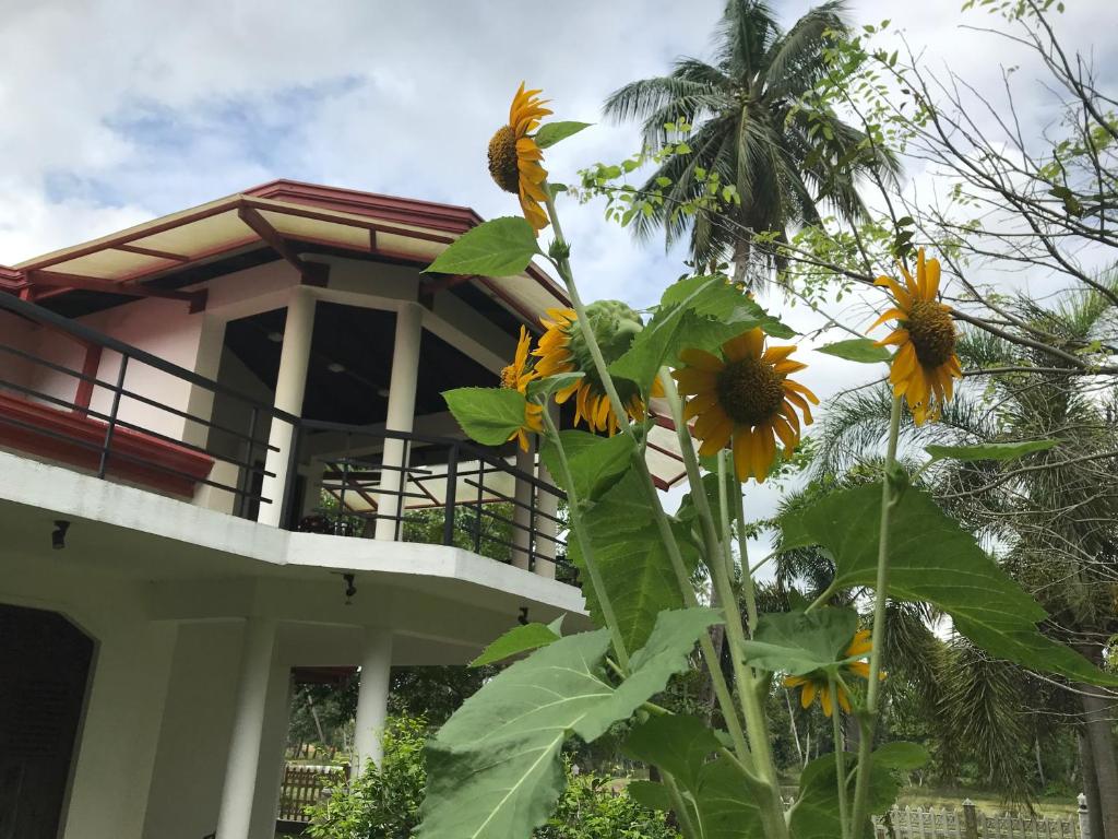 VinSri Transit Home , Narammala, Kadahapola photo 4