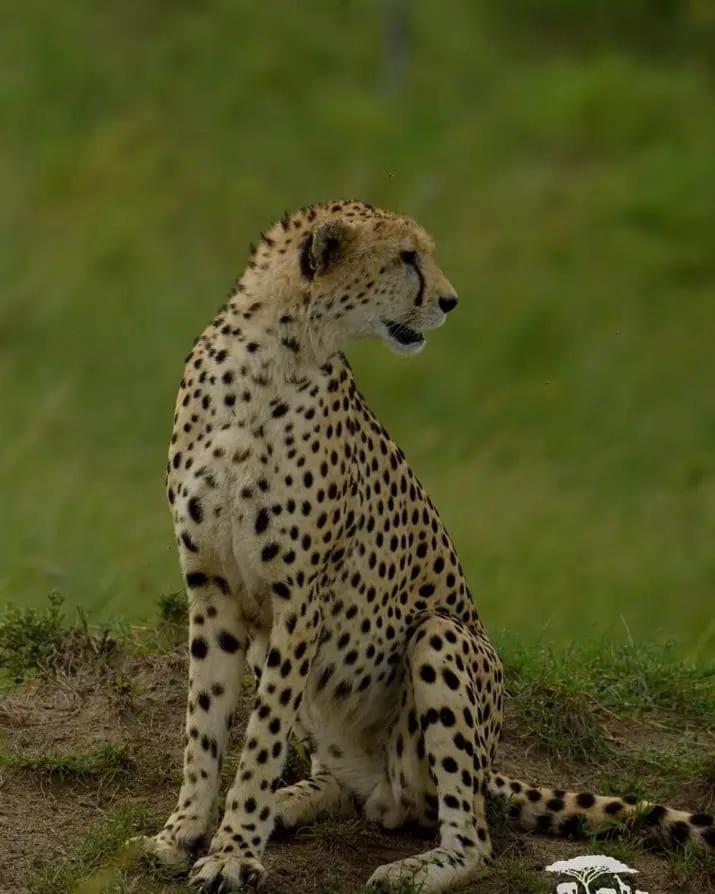 MASAI MARA COTTAGES photo 4