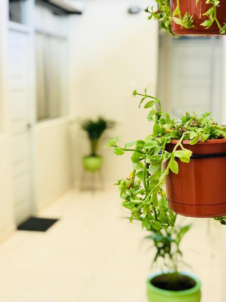 Garden House Piura photo 1