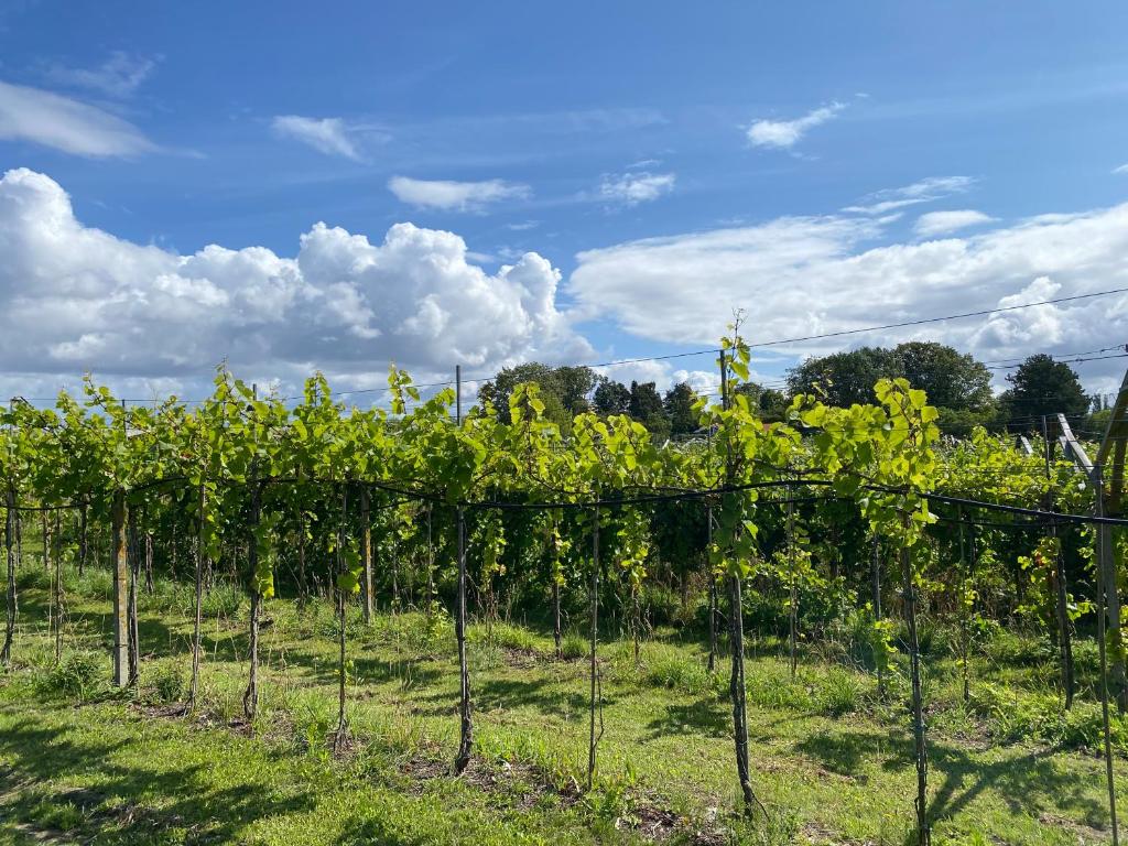 Cozy Rooms at Organic Vinery, Vesterhave Vingaard - see more at BY-BJERG COM photo 4