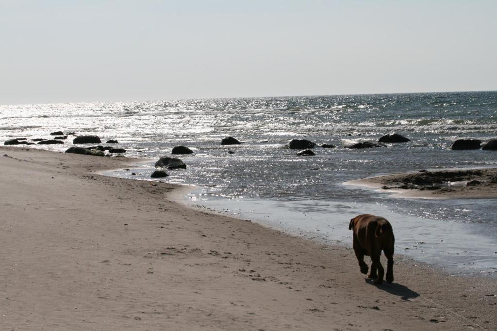 WOMO STELLPLATZ Wald & Sand DIREKT am STRAND photo 2