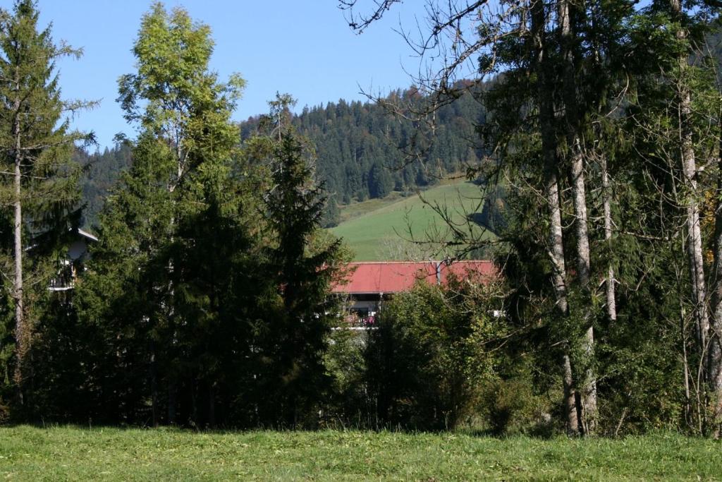 Alpendohle photo 3