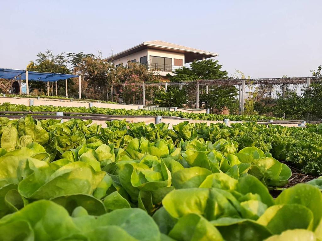 Niramitsook Farm Stay Khao Yai บ้านไร่นิรามิสสุข ฟาร์มสเตย์ ปากช่อง เขาใหญ่ photo 4