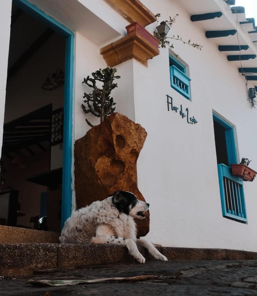 Flor de León Café - Hostal photo 3