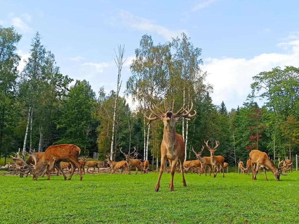 Annas Dzirnavas-Ezera māja photo 2