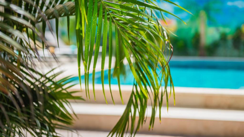 Casita Palma Resort photo 3
