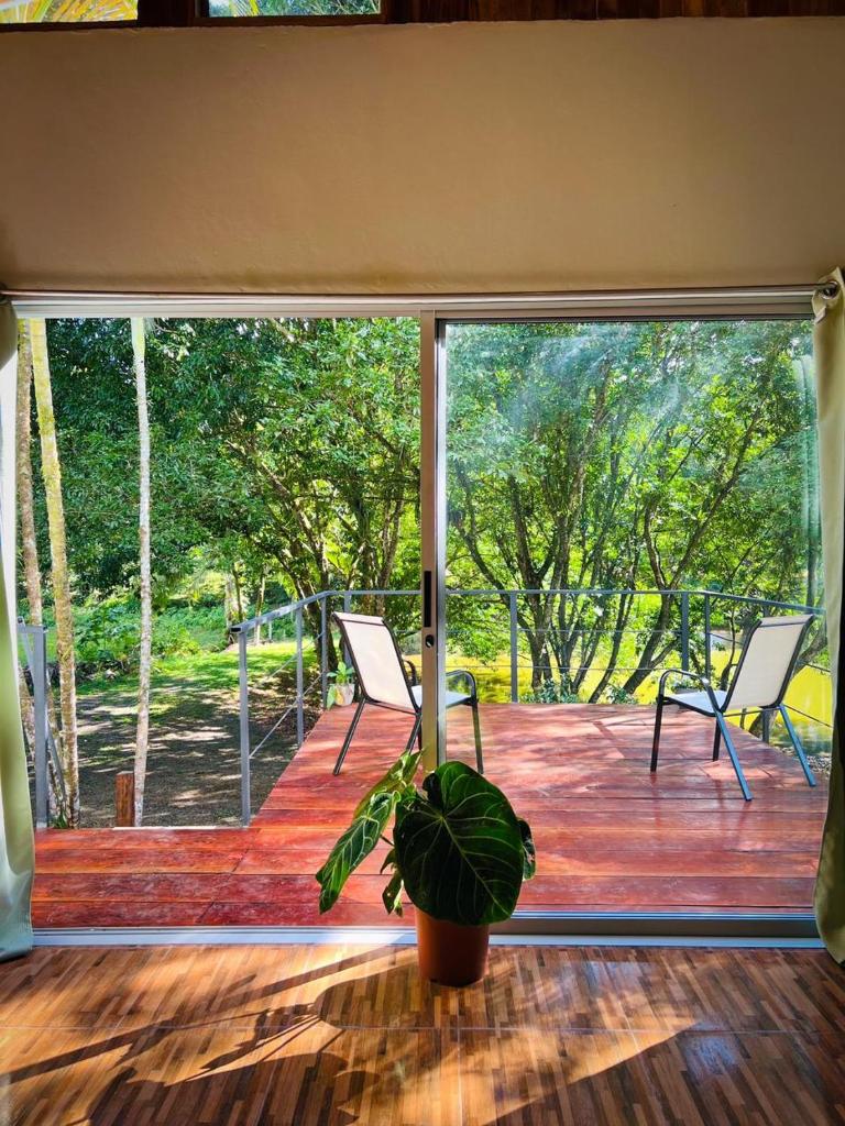 Ficus house photo 2