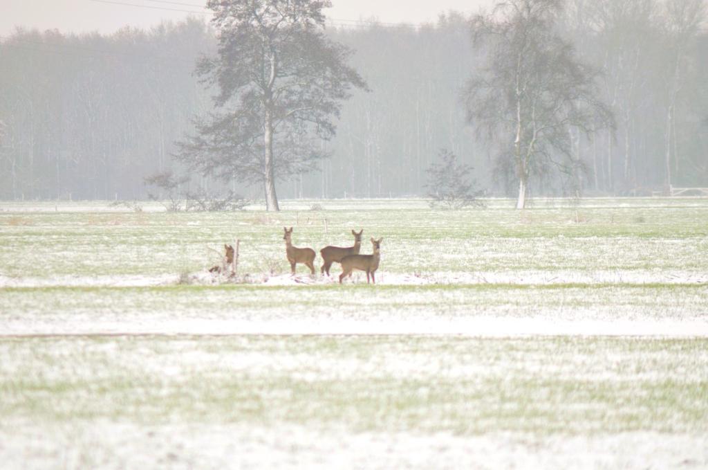 PRIVÉ IN EEN BOSRIJKE OMGEVING Welkom bij gastenverblijf het ontsnapte schaap in Jubbega photo 3