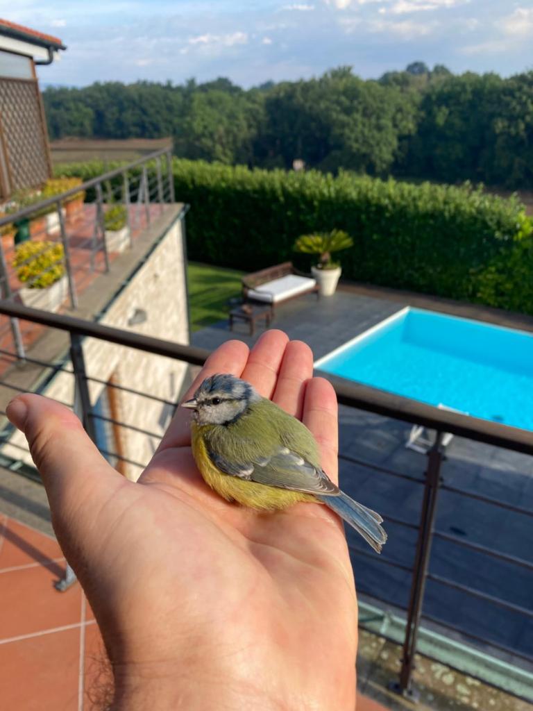 Villa Coccinella photo 3