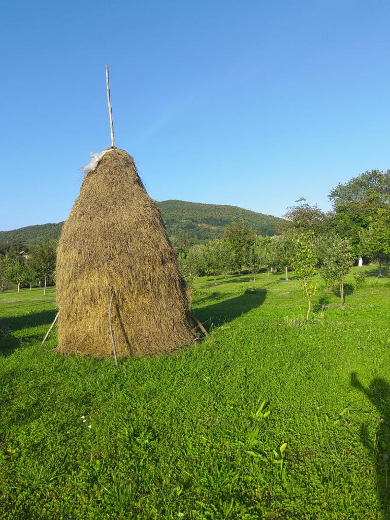 Casa Boila photo 2