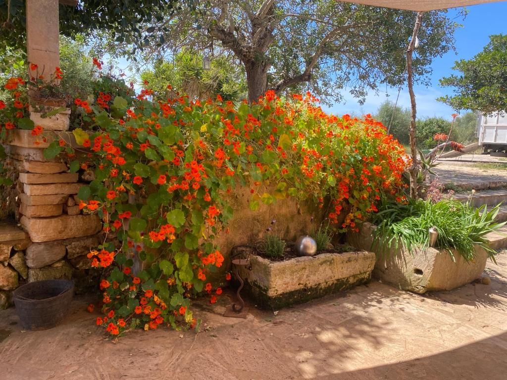 Studio Doppelzimmer 2-3 Pers mit Terrasse - mit Pool auf Finca Mallorca photo 3