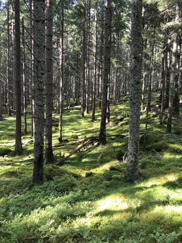 schwedischer Waldhof -Marie- in einsamer Lage photo 3