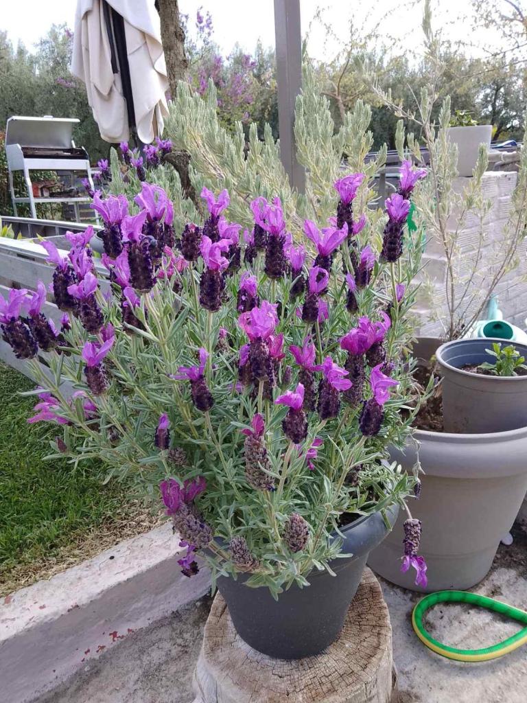 Agrikia tis Vasilikis photo 4