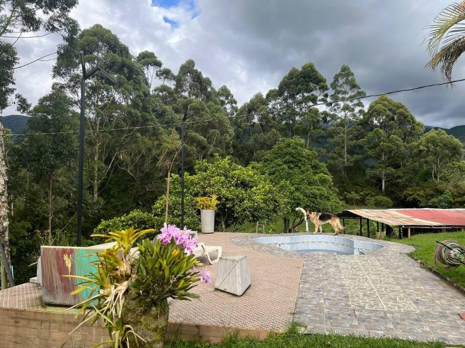 Green farm, with dry/wet, and near infrared sauna photo 1