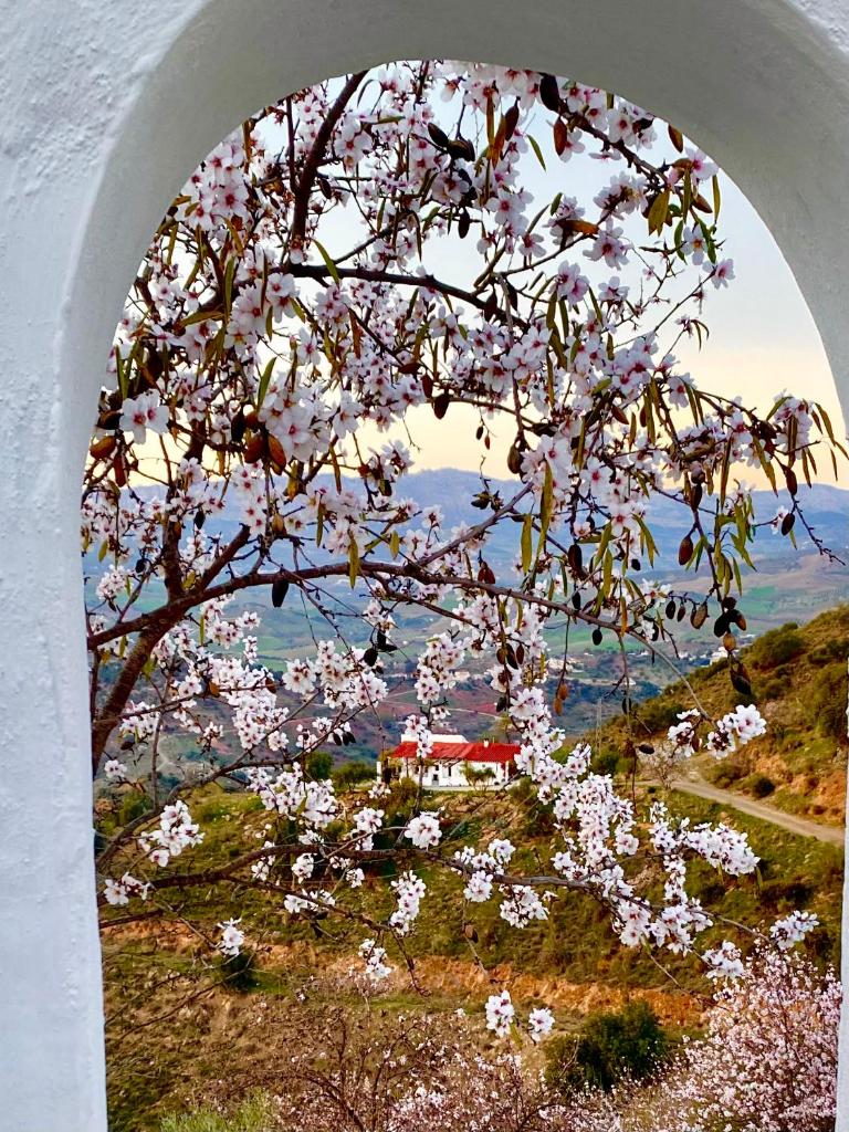 La Tahona (Cortijo Andaluz en las montañas) photo 4