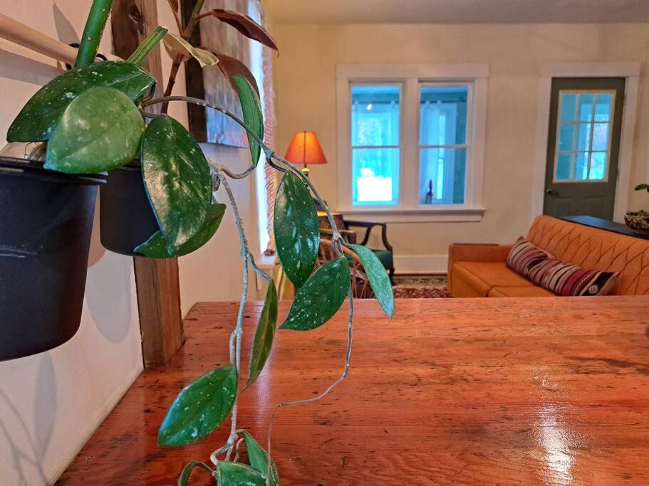 Blue Dog Accommodations photo 4