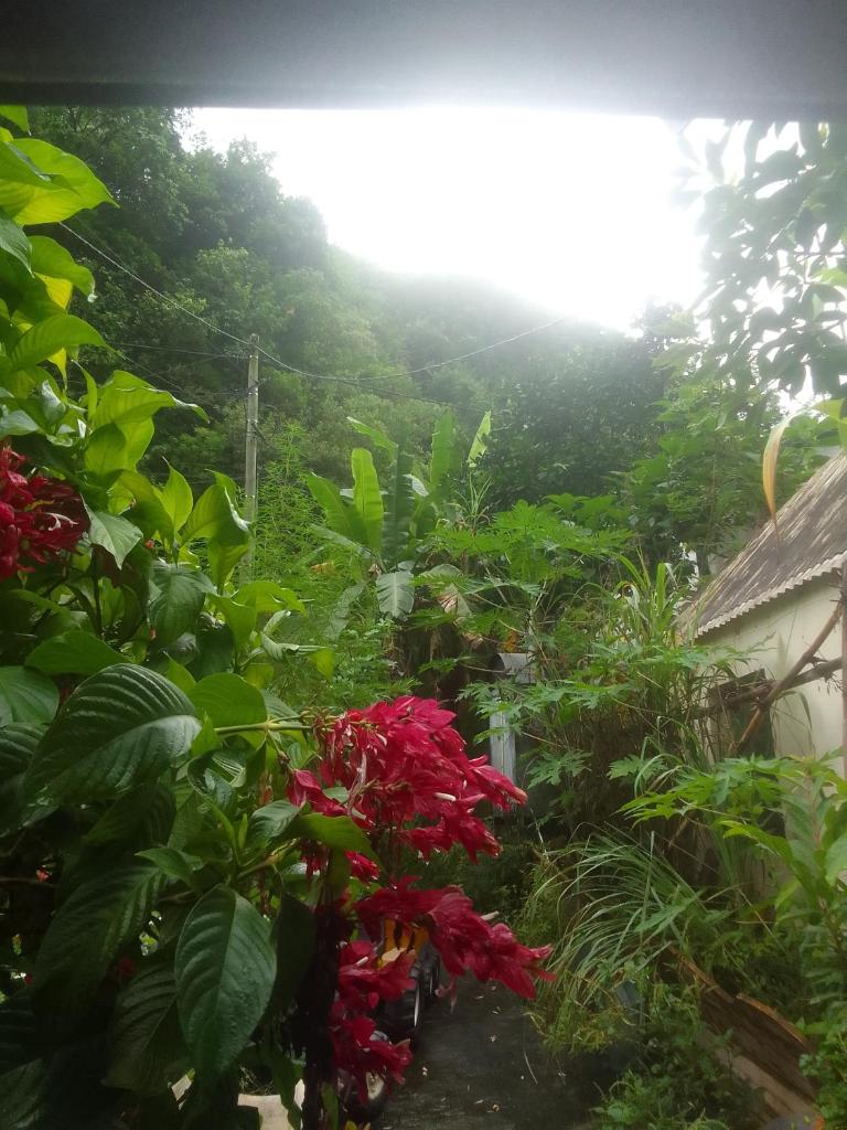 La rose des Bois photo 3