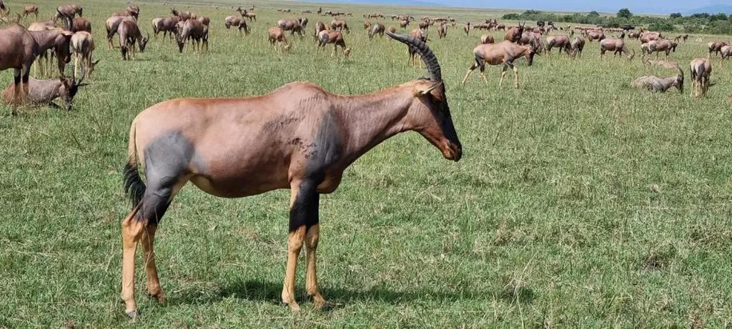 Nashipa homestay Maasai Mara photo 1