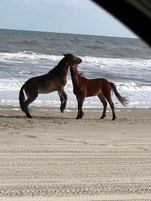 Wild Horse Inn image