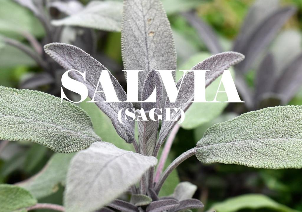Salvia 3333 Luz del Valle de Guadalupe
