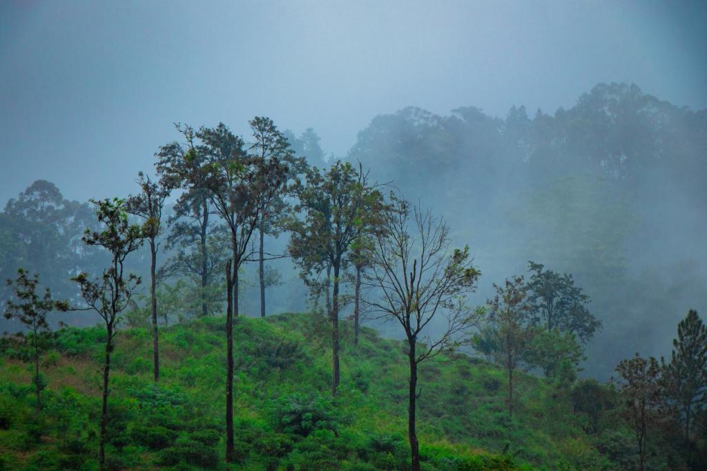 Nine Arch Homestay photo 4