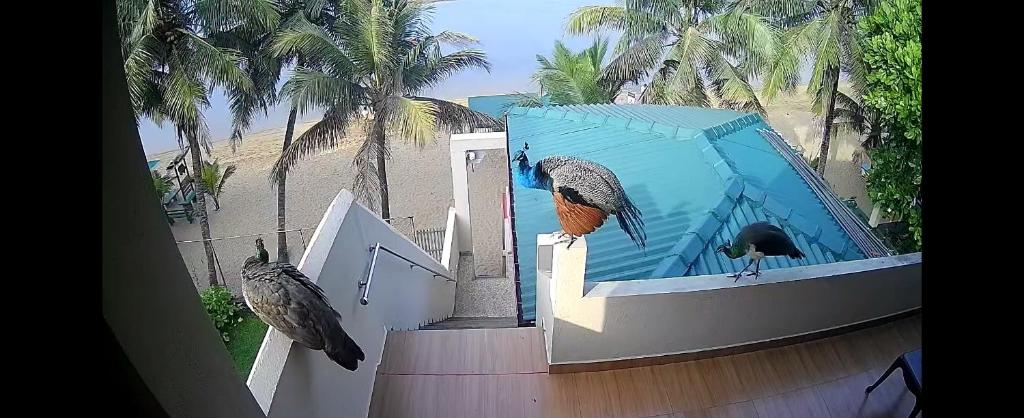 Coral Reef Guest photo 1