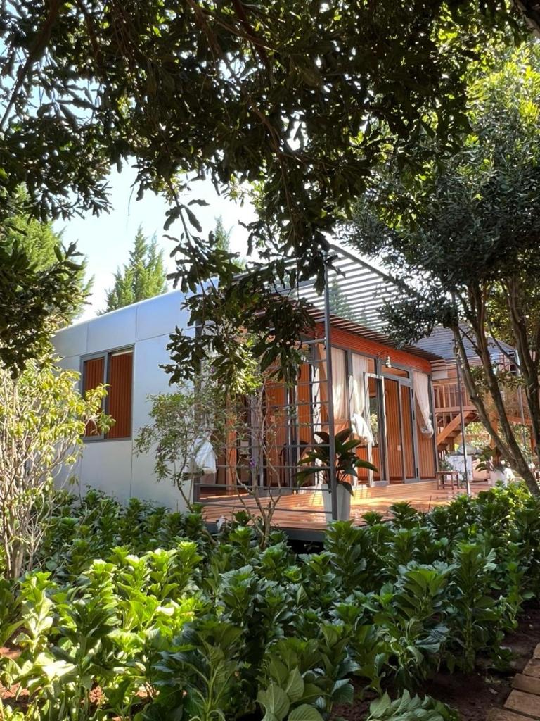 Mongo Garden photo 2