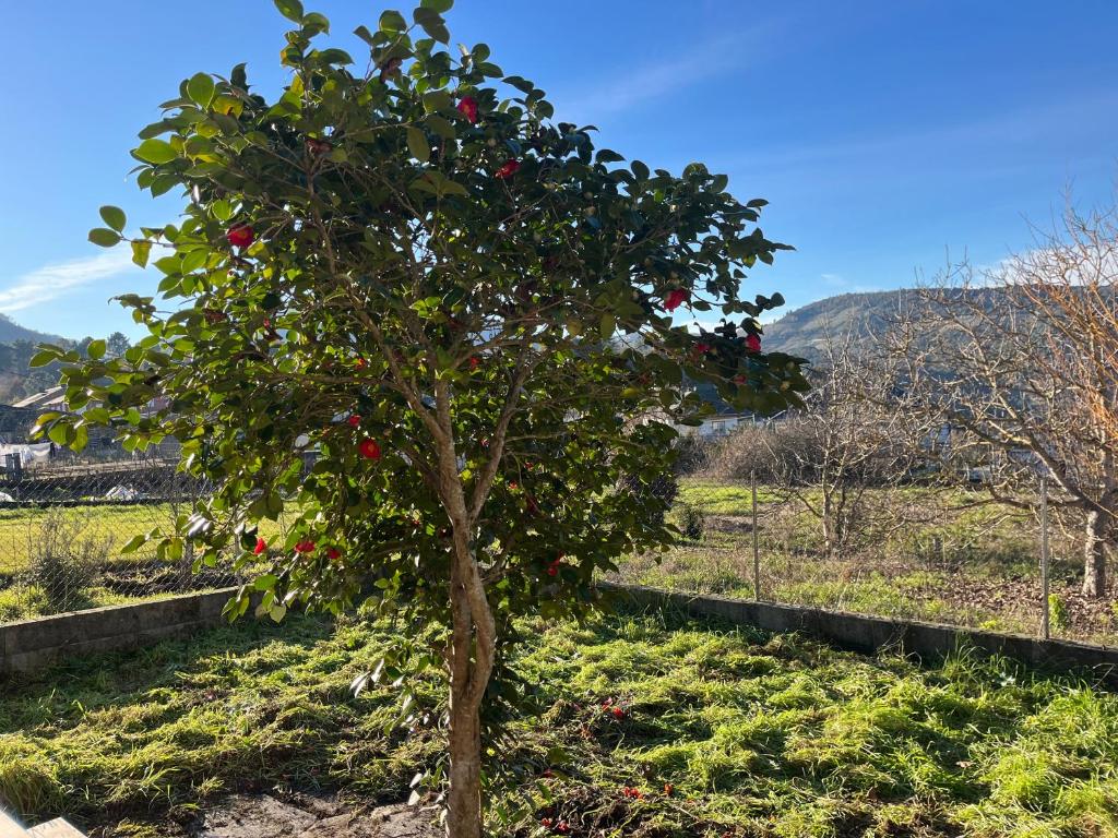 Casa Catalina - Ribeira Sacra photo 3