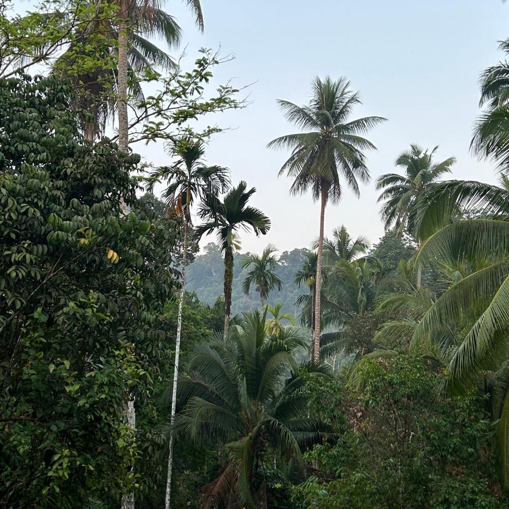 forestel homestay kohkood ฟอเรสเทล โฮมสเตย์ เกาะกูด photo 1
