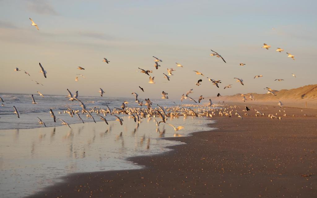 Zomerhuisje Wijk aan Zee photo 3