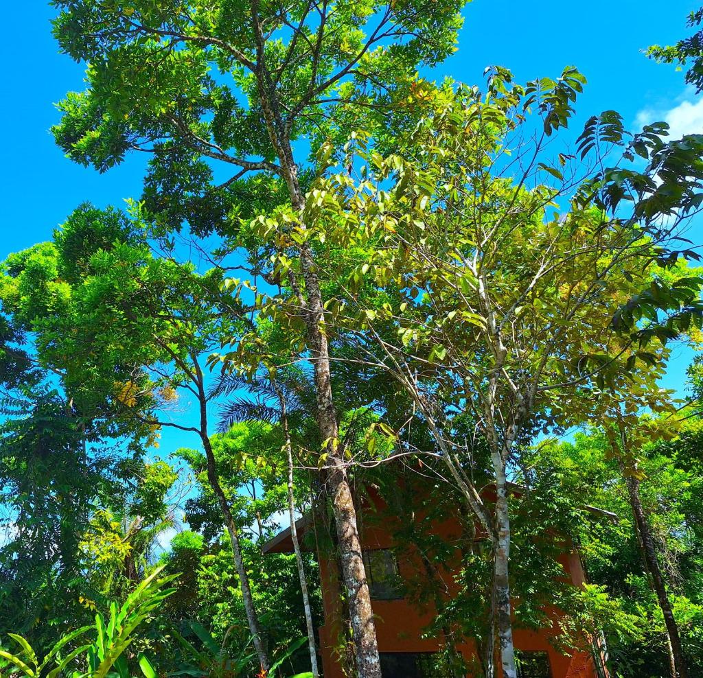 Jungle & Ocean View Villa with Private Jacuzzi photo 3