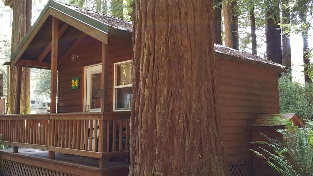 Emerald Forest Cabins photo 1