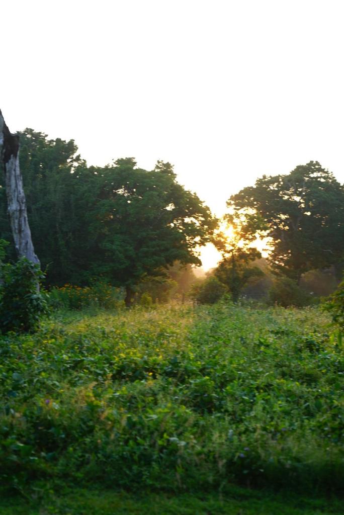 Yala Wild House photo 3