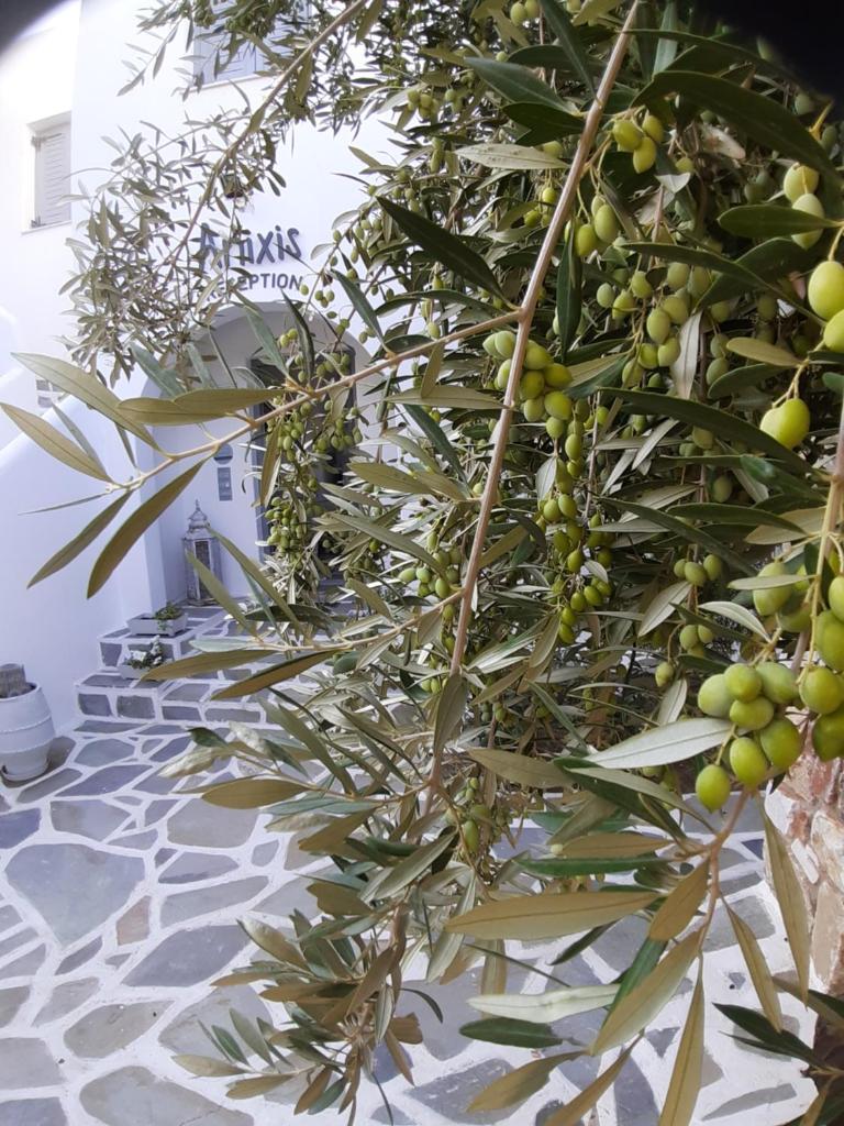 Anixis Studios Aliki Paros photo 2