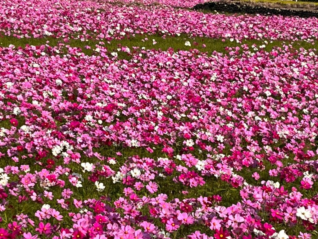 Tong Xin Farmstay photo 4
