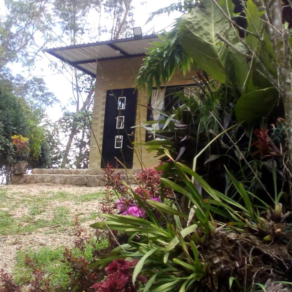 Colibrí