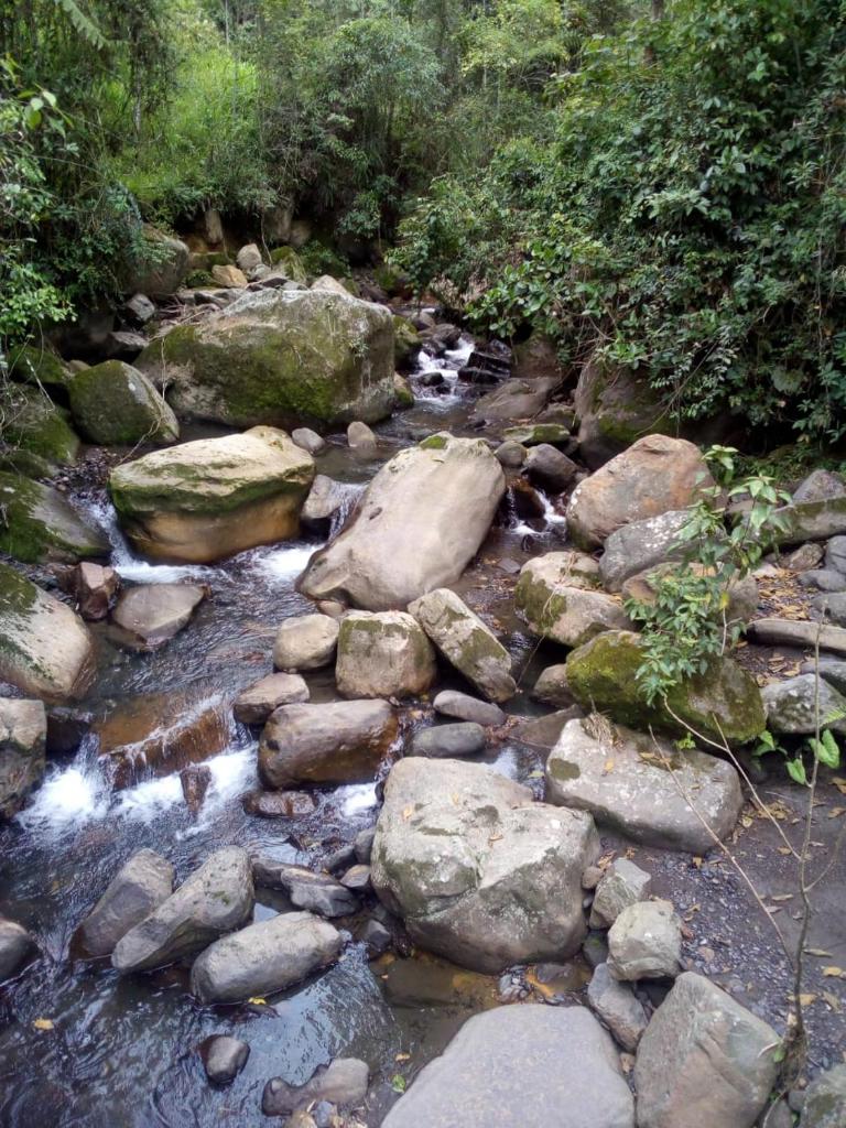 Colibrí photo 1